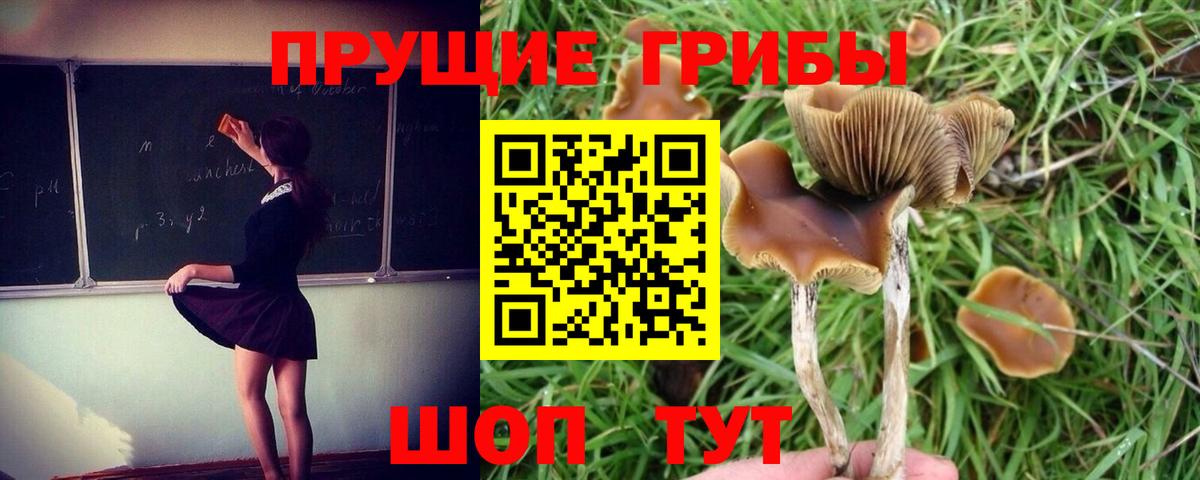 Псилоцибиновые грибы GOLDEN TEACHER Красноармейск